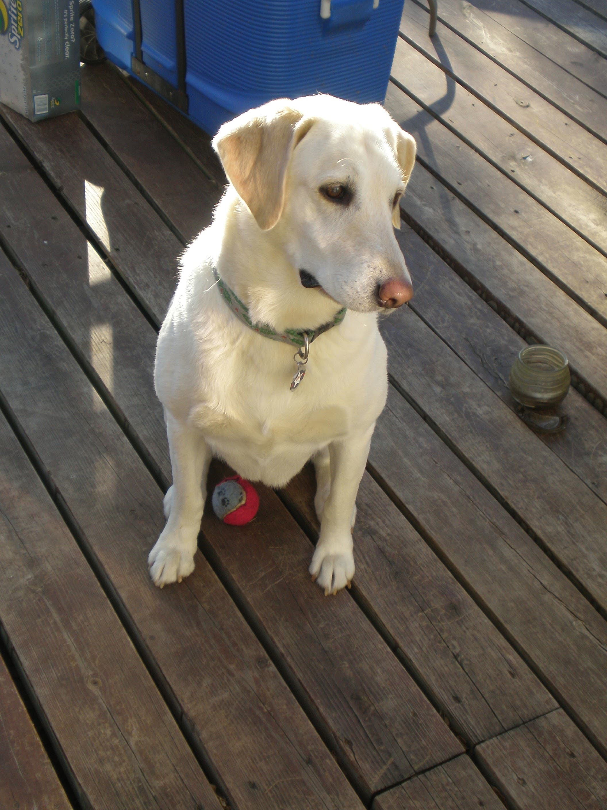 Jazzy - Chief Exploration Officer